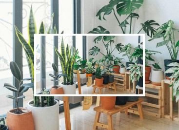 plantas