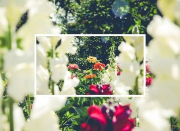 flores