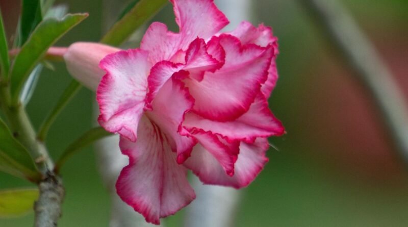Como Fazer Com Que Mudas De Rosas-do-Deserto Nunca Morram?