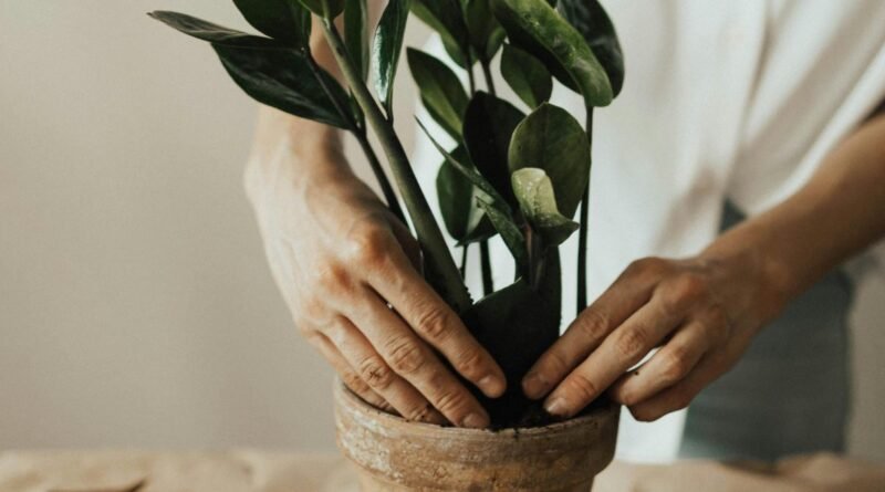Como Cuidar Da Zamioculca Se Ela Apresentar Isso