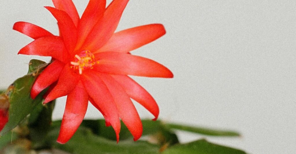 Flor e Maio: Flor-de-Maio Aprenda a Plantar No Vaso