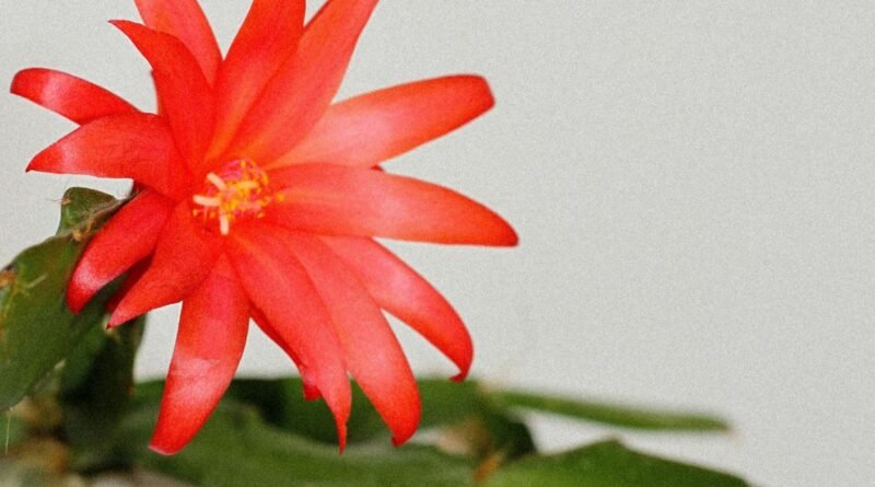 Flor e Maio: Flor-de-Maio Aprenda a Plantar No Vaso