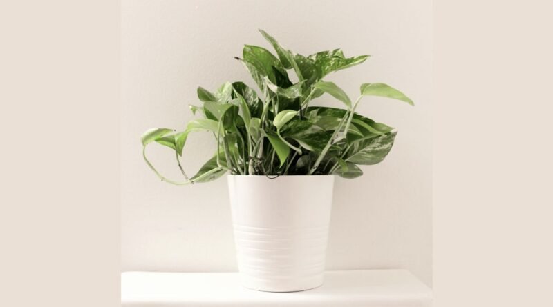 A Planta Jiboia Pode Ficar Dentro de Casa