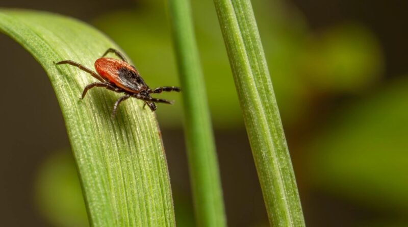 Carrapatos? Essas 4 Plantas Podem Ajudar