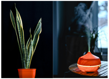 espada-de-são-jorge