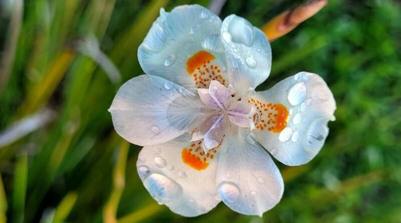 Jardineiro de 45 Anos Revela Segredo Para Plantar Moreia Que Floristas Odeiam