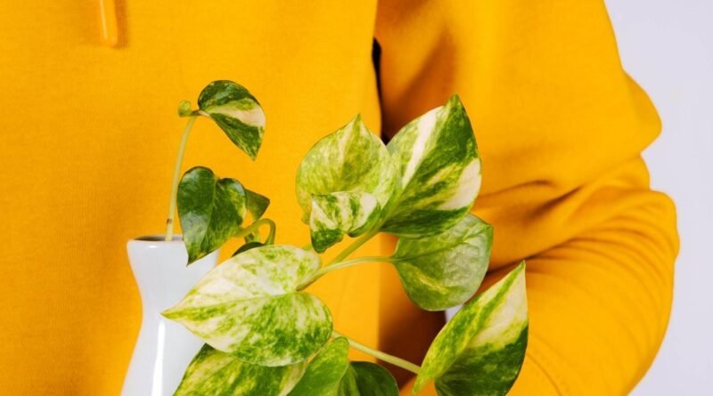 Jiboia Não Cresce? Este Truque do Copinho Resolve em Uma Semana