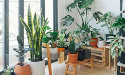 plantas