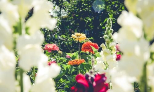 flores